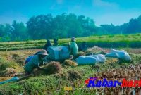 Warga Desa Palmpaan saat melakukan proses panen padi menggunakan alatsederhana 21/2/2023, dok : Abdul hamid labar-harian.com