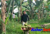 Alfin saat mengambil kelapa muda di Desa Pragaan Kabupaten Sumenep 2/4/2023 (dok: Abdul hamid Kabar-harian.com) 