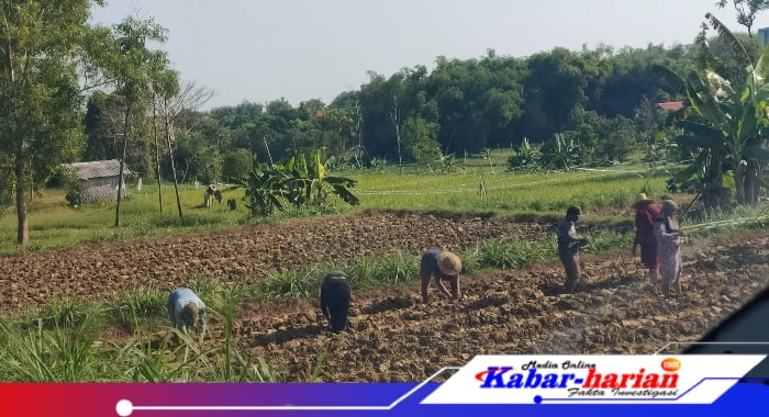Petani mulai tanam tembakau lebih banyak di banding tahun lalu, (dok : Abdul Hamid kabar-harian.com)