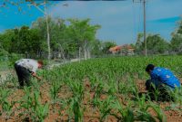 Bpp Kecamatan Camplong saat meninjau langsung tanaman jagung warga Desa Rabasan yang terkena hama ulat