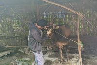 dokter sapi saat memeriksa hewan ternak  yang terjangkit pmk di dusun gendis desa Rabasan.