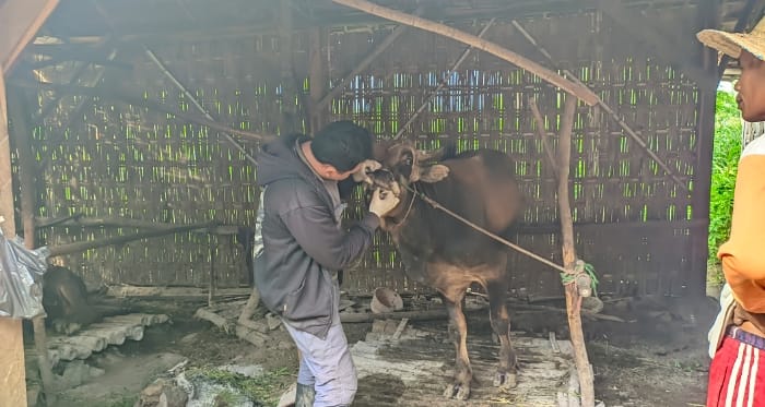 dokter sapi saat memeriksa hewan ternak  yang terjangkit pmk di dusun gendis desa Rabasan.