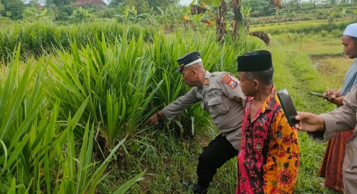 Polisi saat berada di TKP penemuan bayi perempuan di sawah