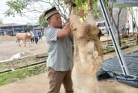 Pemotongan hewan kurban di mapolres tanjung jabung barat