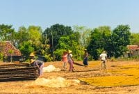 Petani Sampang saat melakukan pengeringan tembakau miliknya yang siap dijual