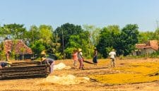 Petani Sampang saat melakukan pengeringan tembakau miliknya yang siap dijual