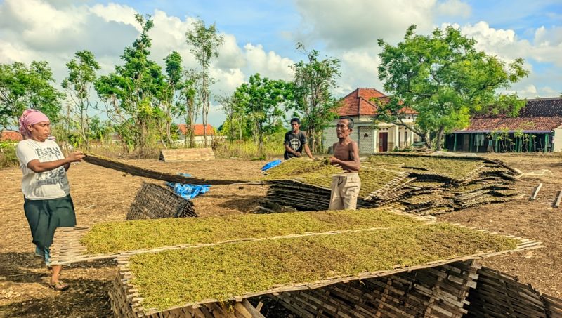 Petani tembakau di Desa Rabasan Kecamatan Camplong, Kabupaten Sampang Madura saat mengangkat tembakau hasil rajang