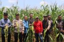 Kapolres Tanjab barat saat melakukan panen raya jagung serentak