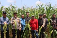 Kapolres Tanjab barat saat melakukan panen raya jagung serentak